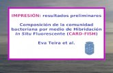 IMPRESIÓN: resultados preliminares Composición de la comunidad bacteriana por medio de Hibridación In Situ Fluorescente (CARD-FISH) Eva Teira et al.