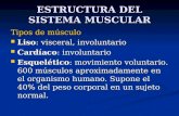 ESTRUCTURA DEL SISTEMA MUSCULAR Tipos de músculo Liso: visceral, involuntario Liso: visceral, involuntario Cardíaco: involuntario Cardíaco: involuntario.