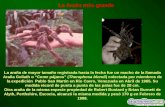 La araña de mayor tamaño registrada hasta la fecha fue un macho de la llamada Araña Goliath o “Come pájaros” (Theraphosa blondi) colectada por miembros.