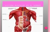 SISTEMA MUSCULAR EN EL HOMBRE Funciones del sistema muscular El sistema muscular es responsable de: Locomoción: efectuar el desplazamiento de la sangre.