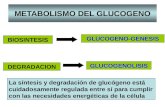METABOLISMO DEL GLUCOGENO BIOSINTESIS DEGRADACION GLUCOGENOLISIS GLUCOGENO-GENESIS La síntesis y degradación de glucógeno está cuidadosamente regulada.