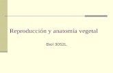 Reproducción y anatomía vegetal Biol 3052L. Cuatro grupos de plantas.