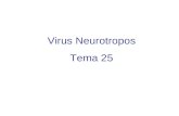 Virus Neurotropos Tema 25. Virus Neurotropos Historia de la rabia El ciclo vital Variaciones genéticas Epidemiología y Profilaxis Rabia Humana Diagnóstico.