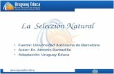 1 Dr. Antonio Barbadilla La Selección Natural Fuente: Universidad Autónoma de Barcelona Autor: Dr. Antonio Barbadilla Adaptación: Uruguay Educa.