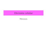 División celular Meiosis. Dotación cromosómica de las células Número diploide (dotación doble): es el número de cromosomas característicos de cada especie.