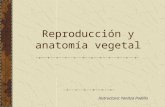 Reproducción y anatomía vegetal Instructora: Yanitza Padilla.