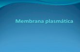 Membrana La membrana delimita a la célula. Esta formada por fosfolípidos, colesterol y varios tipos de proteínas. Esta estructura es una unidad que presenta.