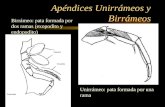 Apéndices Unirrámeos y Birrámeos Unirrámeo: pata formada por una rama Birrámeo: pata formada por dos ramas (exopodito y endopodito)