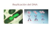 Replicación del DNA. DNA RNA proteina transcripcióntraducciónreplicación Transcripción inversa Dogma Central.