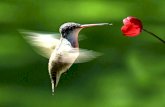 LOS COLIBRÍES LOS COLIBRÍES. Los colibríes zumban cuando vuelan porque agitan las alas al igual que lo hacen las abejas y las libélulas. Vuelan como.