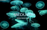 MEDUSAS Adriana García Arroyo. La palabra medusa tiene su origen en una de las tres hermanas Gorgonas, Medusa, divinidad marina de la mitología griega.