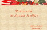 Producción de Sandía Seedless Milissen Cantin A Karem López L.