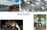 Conservar el rana Goliath. Descripcion del la accion del hombre El rana Goliath es un especie de rana que vive en Africa entre Guinea Equetorial y Cameroon.