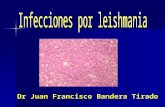Dr Juan Francisco Bandera Tirado. Etiología Familia Trypanosomatidae y género Leishmania La nueva clasificación (Rioux y col.) Leishmania y Viannia. Cada.