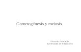 Gametogénesis y meiosis Eduardo Labbé D. Licenciado en Educación.