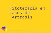 1 Fitoterapia en casos de Artrosis. 2 Artrosis Afección crónica degenerativa de las articulaciones caracterizada por las destrucciones cartilaginosas.