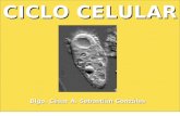 Biología Celular e HistologíaUnidad I. De Células a TejidosTema 1. Estudio General de la Célula1.4 Ciclo Celular 28/04/2015 CICLO CELULAR Blgo. César A.