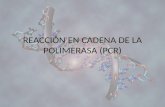 REACCIÓN EN CADENA DE LA POLIMERASA (PCR). DEFINICIÓN La PCR es un método in vitro de síntesis de ADN con el que un segmento particular de éste es específicamente.