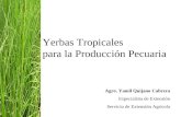 Yerbas Tropicales para la Producción Pecuaria Agro. Yamil Quijano Cabrera Especialista de Extensión Servicio de Extensión Agrícola.