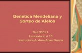 Genética Mendeliana y Sorteo de Alelos Biol 3051 L Laboratorio # 10 Instructora Andrea Arias Garcia.