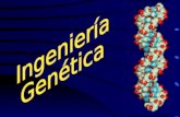 APLICACIONES DE LA INGENIERIA GENÉTICA Introducción a la genética Genética Ingeniería Genética Mapa cromosómico del ser humano.