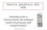 1 Huella genética del ADN Introducción e instruciones de trabajo sobre el proceso del experimento Huella Genética.
