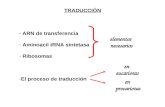 TRADUCCIÓN - ARN de transferencia - Aminoacil tRNA sintetasa - Ribosomas -El proceso de traducción elementos necesarios en eucariotas en procariotas.