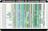 Alineamiento múltiple de secuencias (AMS). Comparar secuencias = Obtener información.