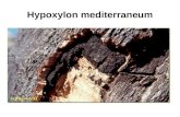Hypoxylon mediterraneum. ÍNDICE: 1 Definición 2 Localización 3 Propagación 4 Daños 5 Tratamientos: preventivos y curativos 6 Fotos JOSÉ Mª LÓPEZ LÓPEZ.