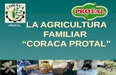 LA AGRICULTURA FAMILIAR “CORACA PROTAL” PROTAL. CORACA PROTAL  CORACA PROTAL asocia a productores de locoto en polvo y miel de abejas de: –Qory Mayu.