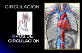 CIRCULACION TIPOS DE CIRCULACION. FUNCIONES DE LA CIRCULACION Movimiento de fluidos en el cuerpo Movimiento de fluidos en el cuerpo Proveer transporte.