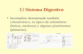 El Sistema Digestivo Incompleto denominado también celenterónico, es típico de celentéreos (hidras, medusas) y algunos platelmintos (planarias).