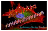 Dr. Solerme Morales Cudello. OBJETIVOS: INTERPRETAR las características morfofuncionales de los componentes celulares. EXPLICAR los mecanismos moleculares.