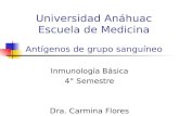 Universidad Anáhuac Escuela de Medicina Antígenos de grupo sanguíneo Inmunología Básica 4° Semestre Dra. Carmina Flores Domínguez.