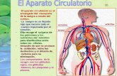 1 El aparato circulatorio es el encargado del transporte de la sangre a través del cuerpo. El aparato circulatorio es el encargado del transporte de la.
