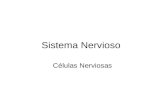 Sistema Nervioso Células Nerviosas. 2El Sistema Nervioso Periférico está formado por receptores sensoriales y nervios(sensitivos y motores) que actúan.