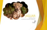 JAGUAR CUIDANDO NUESTRO AMBIENTE Panthera Onca. ¿Sabias que...  México es uno de los pocos países que cuenta con una diversidad biológica abundante.