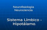 Neurofisiología Neurociencia Sistema Límbico - Hipotálamo.