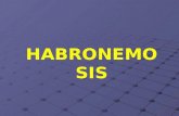 HABRONEMOSIS. DEFINICIÓN Es una infestación causada por la presencia y acción de varias especies de los géneros Habronema y Draschia en équidos. Clínicamente.