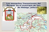 11/05/2015Arredondo-Jiménez JI Los mosquitos Transmisores del Dengue en el municipio de San Martín de Hidalgo, Jalisco.