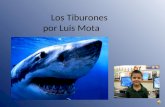 Los Tiburones por Luis Mota Tabla de contenido Como son? Que tanto son peligrosos? Que comen? Como nadan?