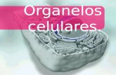 Organelos celulares.. Objetivos  Definir el concepto de organelo.  Describir la estructura y función de los organelos celulares.  Establecer relaciones.