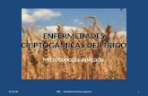 ENFERMEDADES CRIPTOGÁMICAS DEL TRIGO Microbiología Aplicada 08/06/20151UDE Facultad de Ciencia Agrarias.