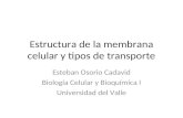 Estructura de la membrana celular y tipos de transporte Esteban Osorio Cadavid Biología Celular y Bioquímica I Universidad del Valle.
