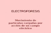 ELECTROFORESIS Movimiento de partículas cargadas por acción de un campo eléctrico.