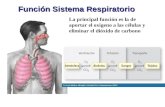 Función Sistema Respiratorio La principal función es la de aportar el oxigeno a las células y eliminar el dióxido de carbono.