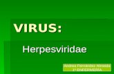 VIRUS: Herpesviridae Andrea Fernández Almeida 1º ENFERMERÍA.