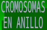 LOS CROMOSOMAS Los cromosomas se encuentran en el núcleo de todas las células del cuerpo. Se encargan de transmitir las características genéticas de cada.