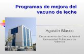 Programas de mejora del vacuno de leche Agustín Blasco Departamento de Ciencia Animal Universidad Politécnica de Valencia.