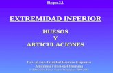 EXTREMIDAD INFERIOR HUESOSYARTICULACIONES Bloque 3.1 Dra. María-Trinidad Herrero Ezquerro Anatomía Funcional Humana 1º Educación Física. Curso Académico.